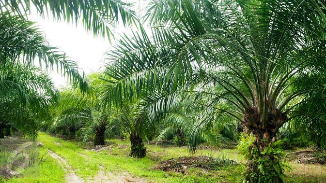 Kuatkan Kemenangan Yayasan Menara, PT Pekanbaru Tolak Dalil UU Cipta Kerja dalam Upaya Banding Kebun Sawit 340 Hektar di Kawasan Hutan Milik Farida