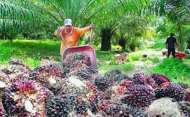 Harga Sawit Naik, Warga Riau Banyak Beli Mobil