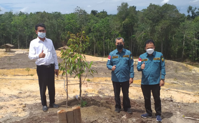 Gubernur Syamsuar Berharap Durian Musangking RR Farm  di Rohil Cepat Berbuah