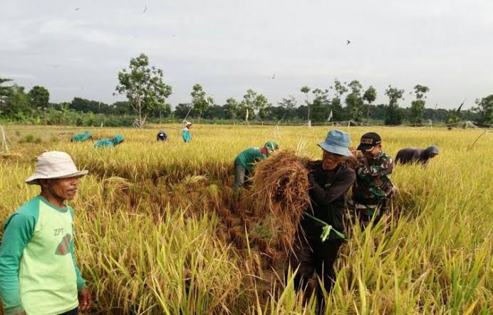 Luas Lahan Panen Padi di Riau Berkurang 9 Ribu Hektar, Produksi Gabah Anjlok