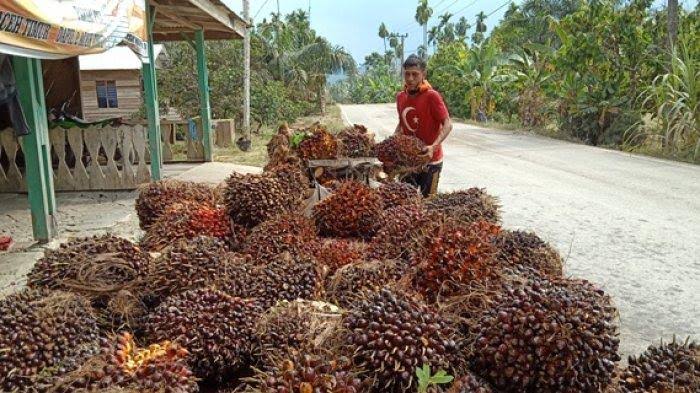 Harga Kelapa Sawit Riau Turun 2,5 Persen, Ini Penyebab Utamanya