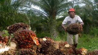 Petani Sawit 