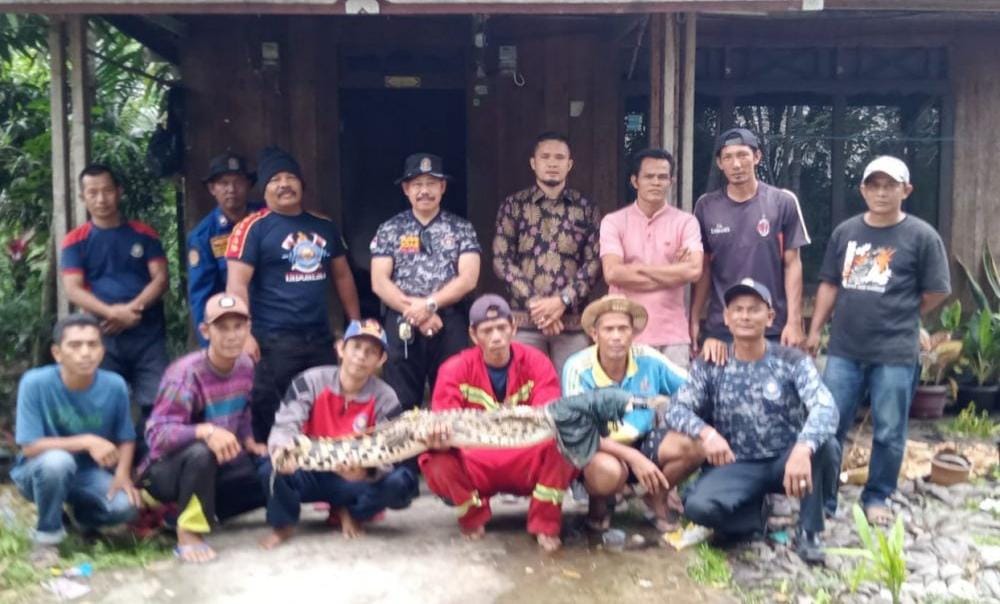 Buaya yang Terkam Warga Inhil Berhasil Ditangkap, Tim Penyelamat Intai Selama 14 Jam