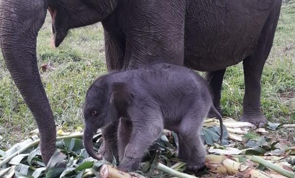 Gajah Ria Lahirkan Bayi Jantan secara Normal di Tesso Nilo, Apa Nama yang Cocok?