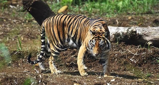 Ada Bekas Gigitan di Leher, Pria yang Meninggal di Kebun Karet Kuansing Diserang Satwa Buas?