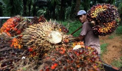 Harga Kelapa Sawit di Riau Turun Tipis Pekan Ini, Rp 3.379 per Kilogram