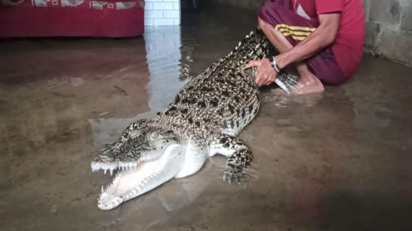 Buaya Masuk Rumah Saat Banjir, Lolos Meski Mulut Sudah Diikat