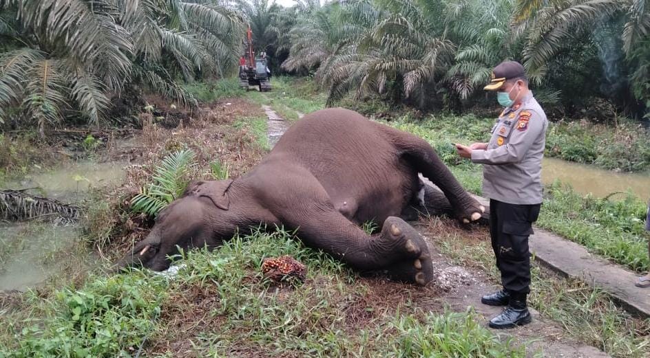 Gajah Menyusui Tewas Kena Setrum Listrik di Kebun Sawit Bengkalis