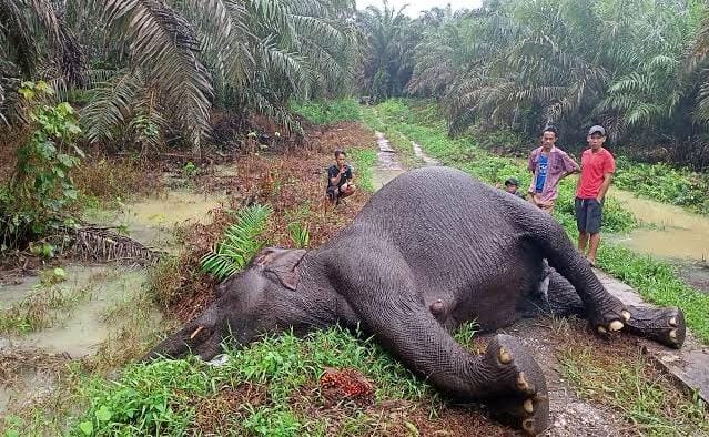 Anomali Siti Nurbaya, Gajah Mati dan Pemuja Undang-undang Cipta Kerja