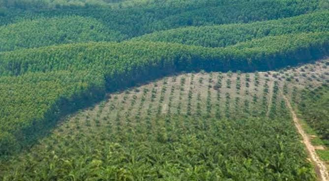 Kacau! Hutan Tanaman Industri PT Nusa Wana Raya Jadi Kebun Sawit: Pejabat PUPR, PT NWR dan Menteri LHK Digugat ke Pengadilan