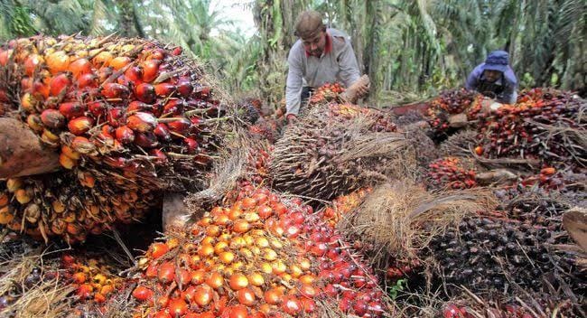 Petani Sawit di Riau Bersorak-sorai, Harga Naik Lagi Jadi Rp 3.400 per Kilogram