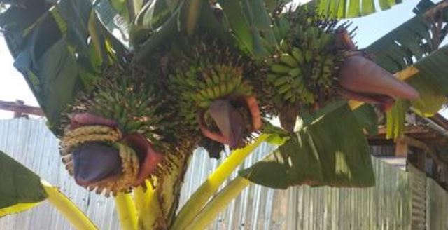 Pohon Pisang Ini Punya 3 Tandan Buah, Batangnya Juga Bercabang