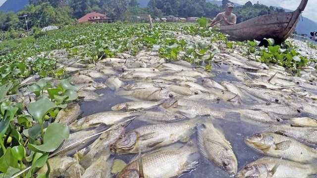 1.700 Ton Ikan Mati Mengapung di Danau Maninjau, Ini Penyebabnya