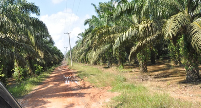 PT Padasa Enam Utama Digugat ke Pengadilan karena Garap 2.379 Hektar Hutan Jadi Kebun Sawit