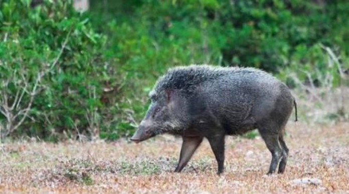 Kalah Tarung dengan Babi Hutan, Kakek di Bengkulu Tewas