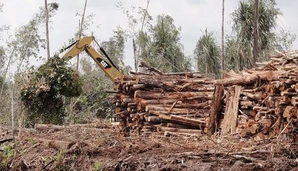 Jokowi Cabut Izin PT Merbau Pelalawan Lestari, Denda Rp 16,2 Triliun Sesuai Putusan MA Sudah Dibayar?