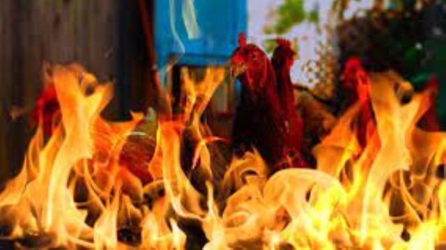 Ribuan Ayam Acong di Mandau Tewas Terpanggang karena Kandang Terbakar