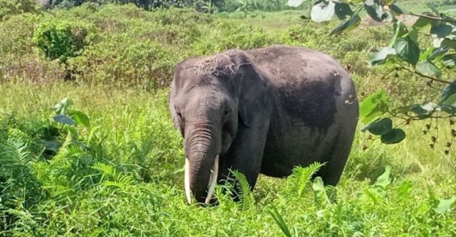 Aritonang Tewas Diinjak Gajah Liar di Minas, Sampai Ususnya Terburai