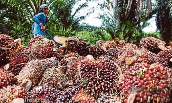 Respon Kesal Tapi Lucu Petani Sawit Kala Harga Mendadak Anjlok Rp 1.000: Gak Jadi Kredit Pajero sampai Siap-siap Barang Ditarik Leasing