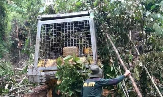 Terkuak! Alat Berat Barang Bukti Perambahan Hutan Lindung di Kuansing yang Hilang Sudah di Sumbar, Kok Bisa?