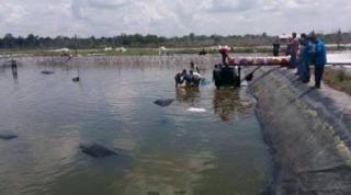 Kades dan Calo Penjual Hutan Negara untuk Tambak Udang di Bengkalis Jadi Tersangka, Pembeli Lahan Justru Disebut Korban