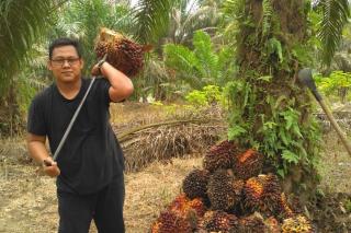 Sawit Makin Kinclong, Harga Terbaru Rp 3.470 Per Kilogram