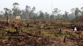 Hancur Lebur Taman Nasional Tesso Nilo, Lebih Separuh Luasan Hutan Konservasi Itu Sudah Jadi Kebun Sawit