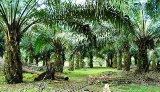 Ationg dan Dani Murdoko Dilaporkan ke Polda Terkait Kebun Sawit Diduga Dalam Kawasan Hutan di Kuansing, Sebelumnya Sudah Digugat Perdata