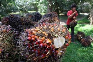 Pecah Rekor Harga Sawit di Riau Rp 3.533 Per Kilogram