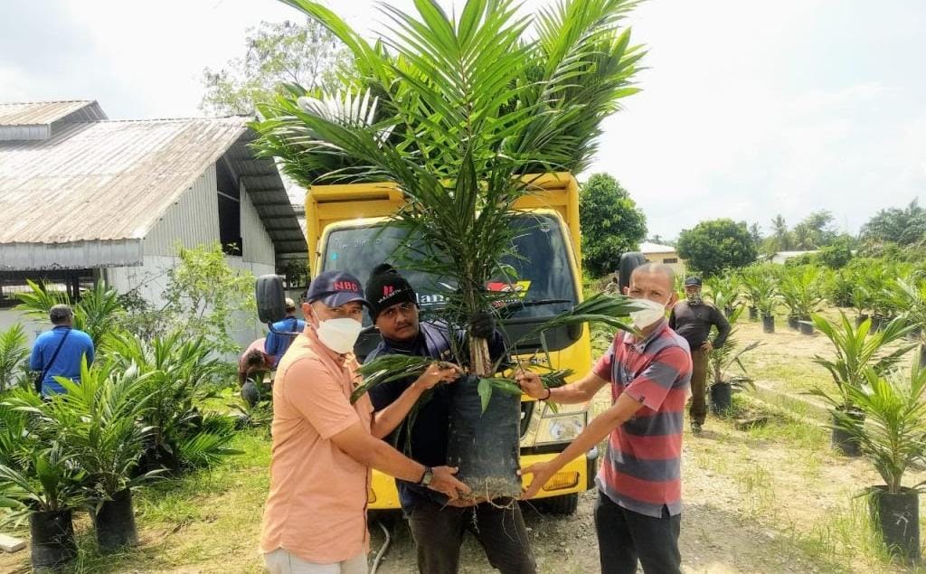 Petani Minta PTP Nusantara V Jual Bibit dengan Harga Terjangkau, Utamakan Petani Kecil Riau