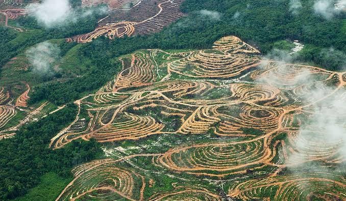 Penjarah Hutan Riau Jangan Berlindung di UU Cipta Kerja, Ini Defenisi 