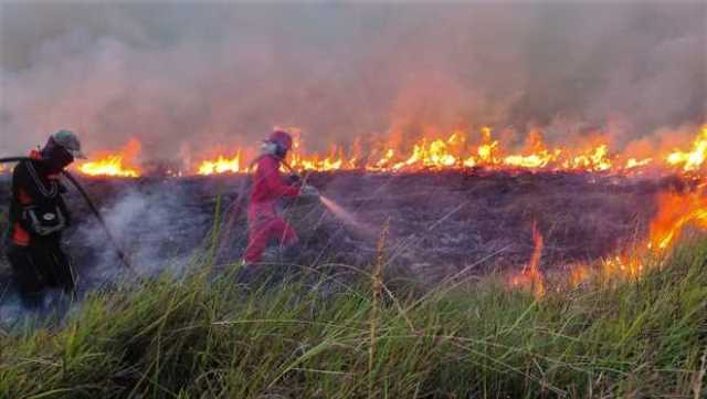 Sudah 91 Hektar Lahan Terbakar di Riau, Paling Luas Ada di Bengkalis