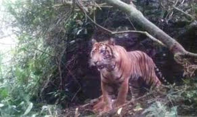 Harimau Mengamuk Lagi, Cabik-cabik Pekerja Hutan di Riau Hingga Tewas, Kondisi Tubuh Korban Mengerikan