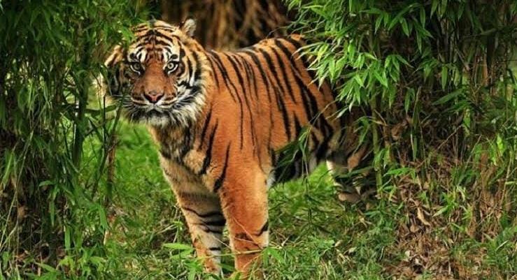 Pekerja di Konsesi Sinar Mas Tewas Diterkam Harimau di Pelalawan, Ini Kata Kepala BKSDA Riau
