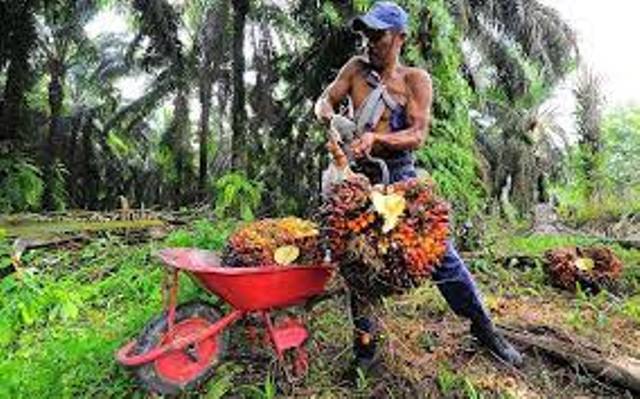 Petani Sawit Riau Makin Kaya, Harga Stabil Rp 3.606 Per Kilogram