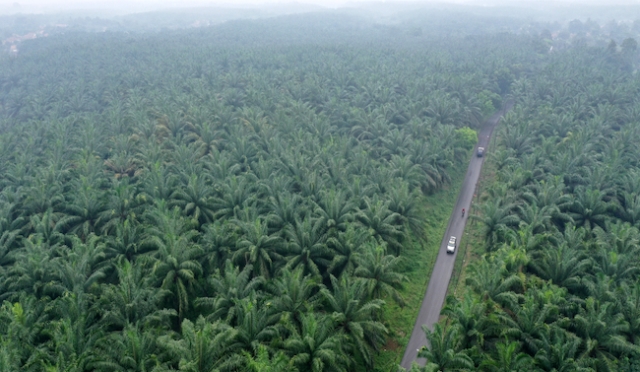 Ragukan KLHK Soal Pemutihan Kebun Sawit di Kawasan Hutan, DPR: Jujur, Jangan Sembunyi-sembunyi!