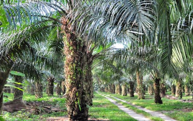 Sawit Bukan Tanaman Hutan, Ini Sikap Tegas Kementerian LHK