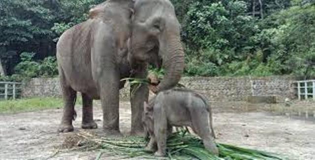 Gajah Sumatera di Ambang Kepunahan, Ini Kata Akademisi UGM