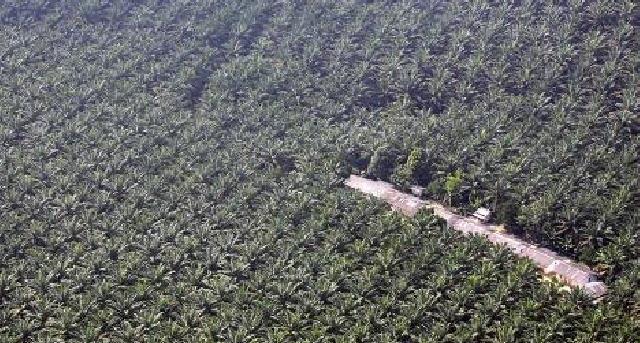 Ninik Mamak Tuding PT Tri Bakti Sarimas di Kuansing Garap Kebun Sawit di Luar HGU