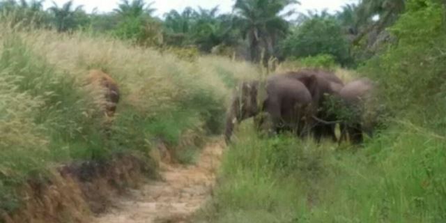 BKSDA Riau Halau Gajah Liar ke Tahura Minas