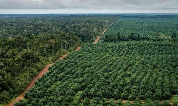 Pabrik Kelapa Sawit Tampung Hasil Kebun dari Kawasan Hutan Riau, Aparat Hukum Didesak Bertindak