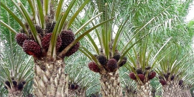 Mewah Petani Sawit Riau, Harga Rp 3.680 per Kilogram