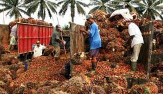 Harga Kelapa Sawit Riau Rp 3.565 Per Kilogram, Turun Tipis Dibanding Pekan Lalu