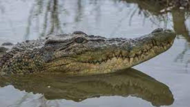 Buaya Pemangsa Ditangkap Warga Inhil Alami Stres, Tak Mau Makan Dipindahkan ke Kasang Kulim