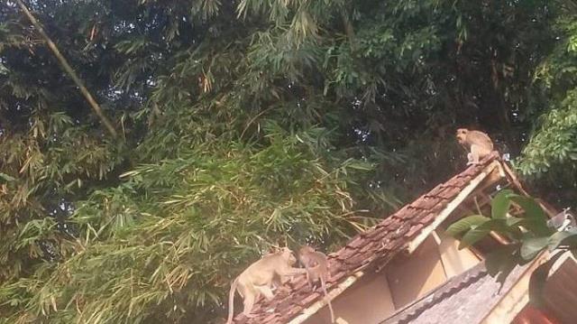 Kawanan Monyet Teror Warga Marpoyan Pekanbaru, Jualan Warung Ikut Dicuri