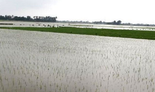 Proyek Tol Hancurkan Lahan Pertanian, Irigasi Rusak Sawah Terendam