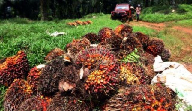 Harga Sawit Riau Meledak Lagi, Rp 4.183 per Kilogram