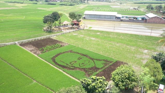 Unik! Wajah Ganjar Ada di Hamparan Sawah, Pikat Kedatangan Wisatawan