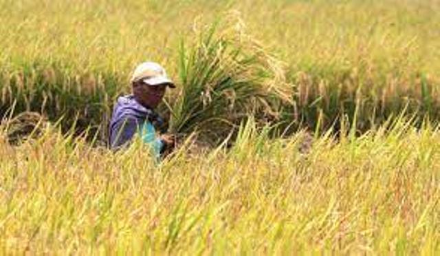 Luasan Panen Padi Riau Menyusut 11 Ribu Hektar, Panen Anjlok Hingga 26 Ribu Ton