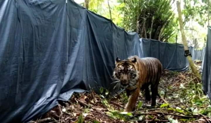 Lanustika, Harimau Sumatera Pemangsa Warga di Siak Dilepasliarkan ke Alam